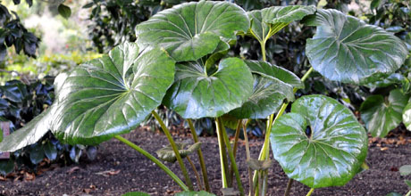 Ligularia