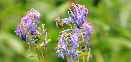 Corydalis