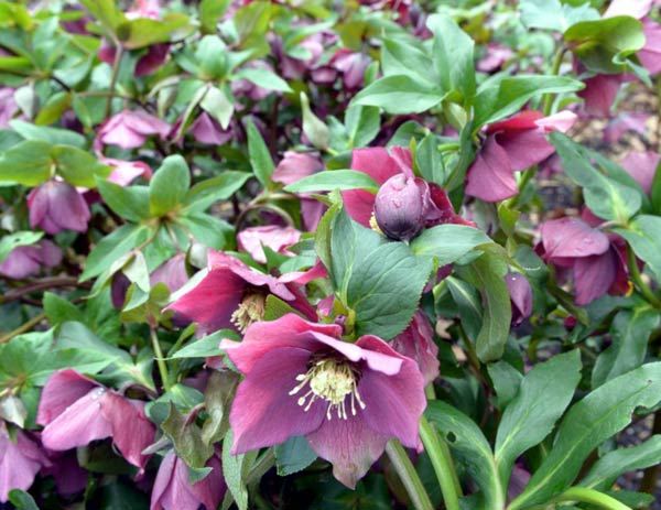 Helleborus 'Flash Gordon'