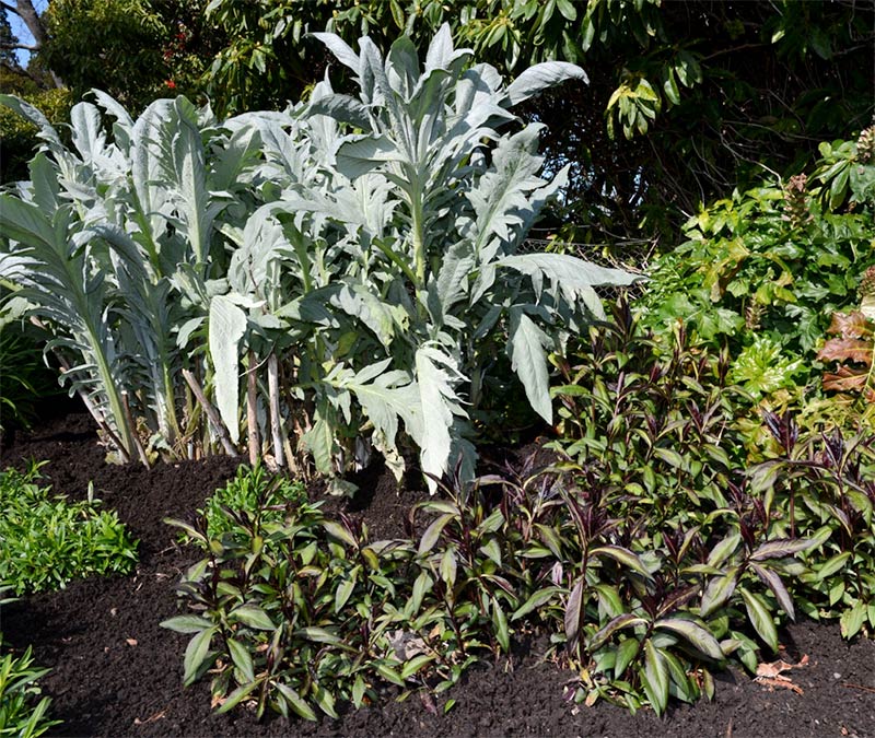 Cynara cardunculus 