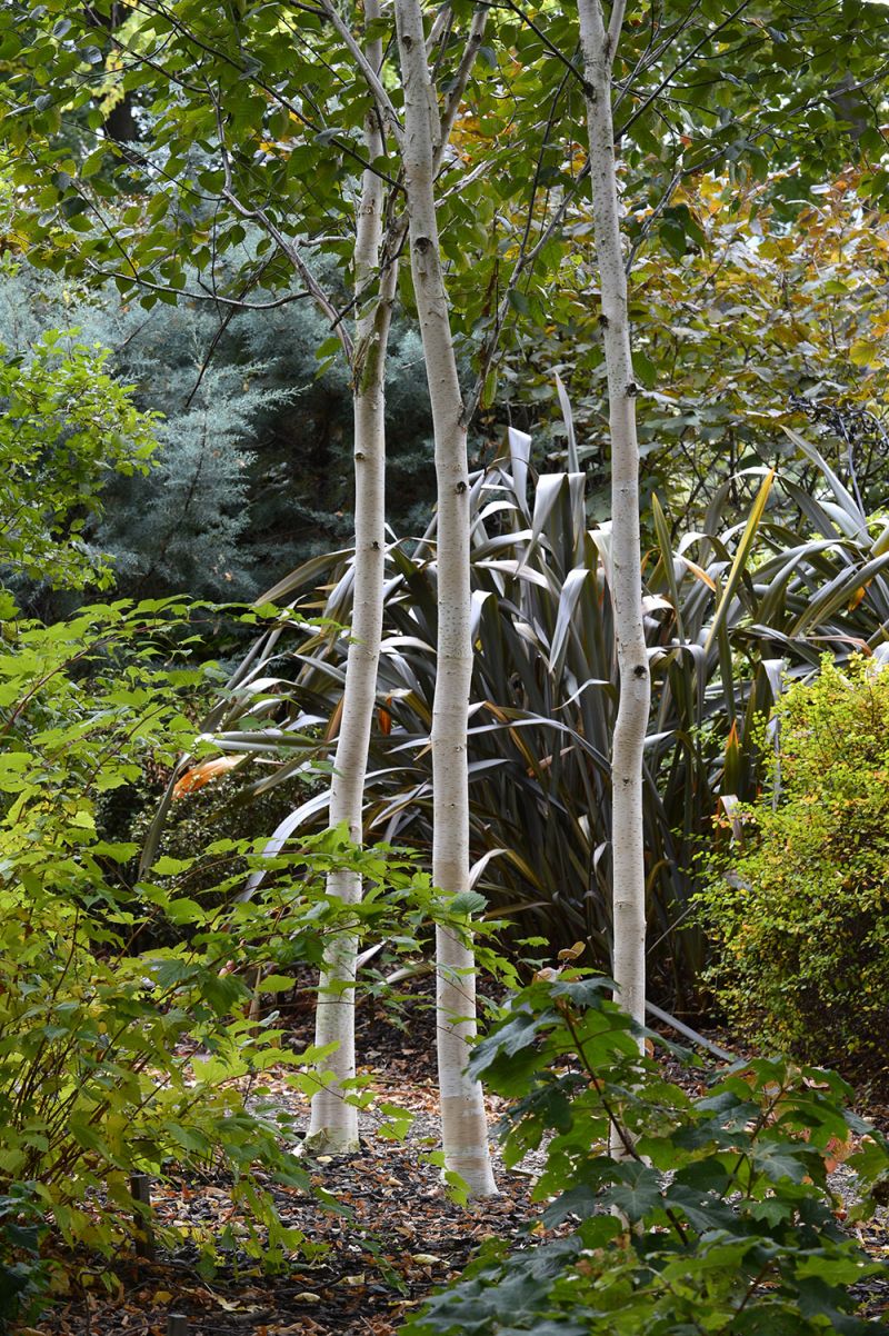 Betula utilis var jacquemontii