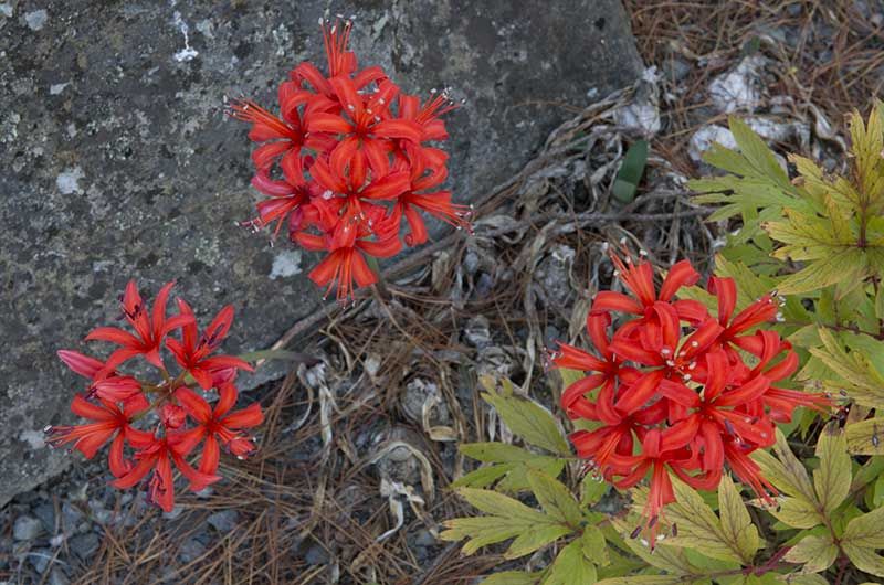 Nerine 'Fothergillii var. Major'