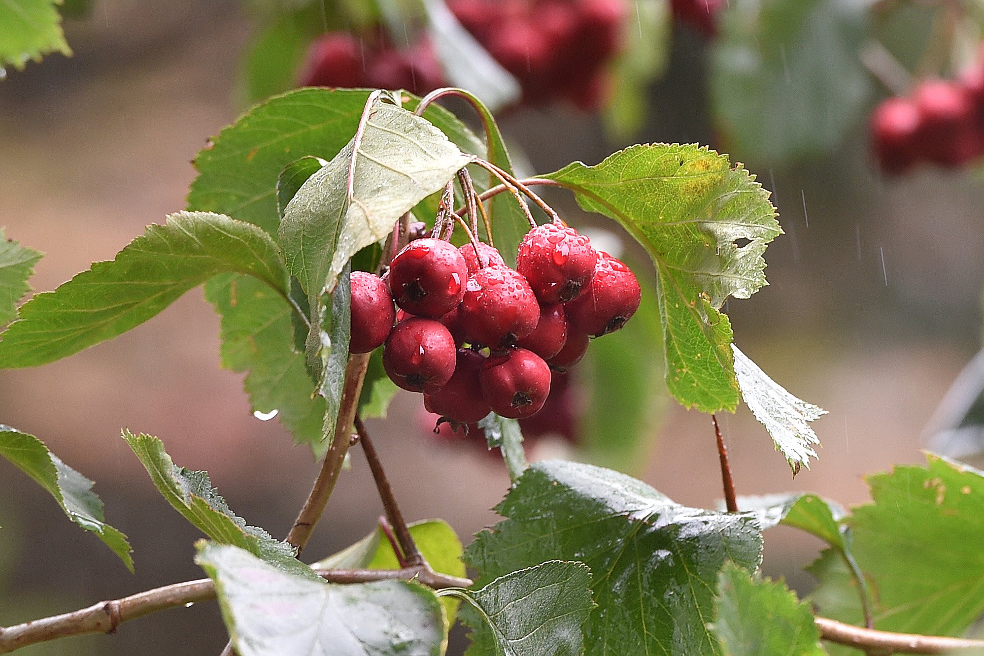Crataegus or hawthorn Dunedin Botanic Garden Official site