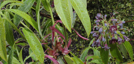 Rhododendron genestierianum