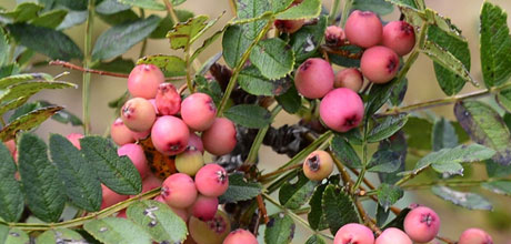 Sorbus aucuparia