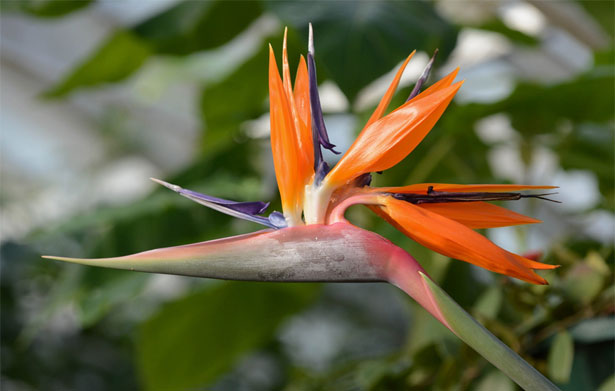 Strelitzia reginae