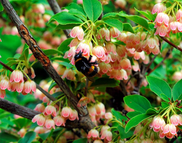 Enkianthus campanulatus