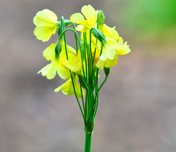 Primula sikkimensis