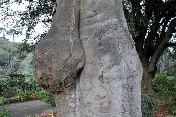 Fagus sylvatica