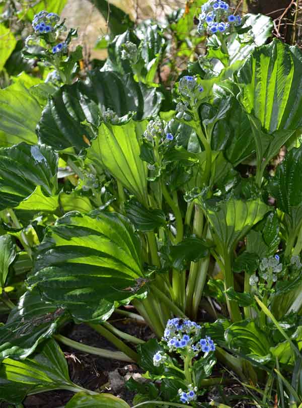 Myosotidium hortensia