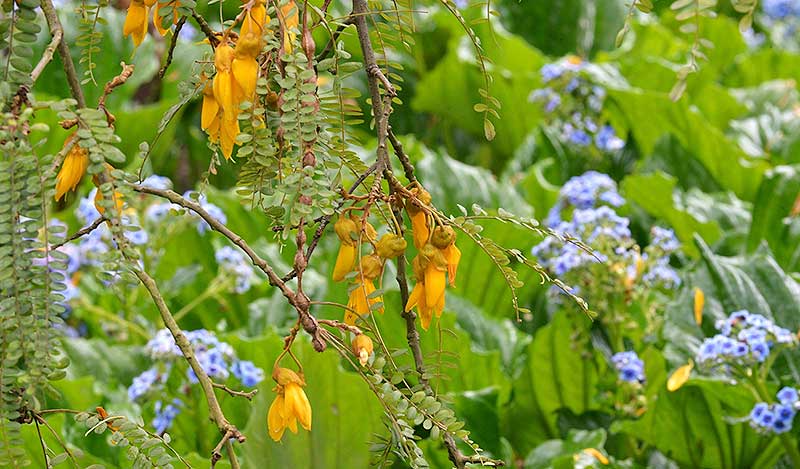 Kowhai in flower