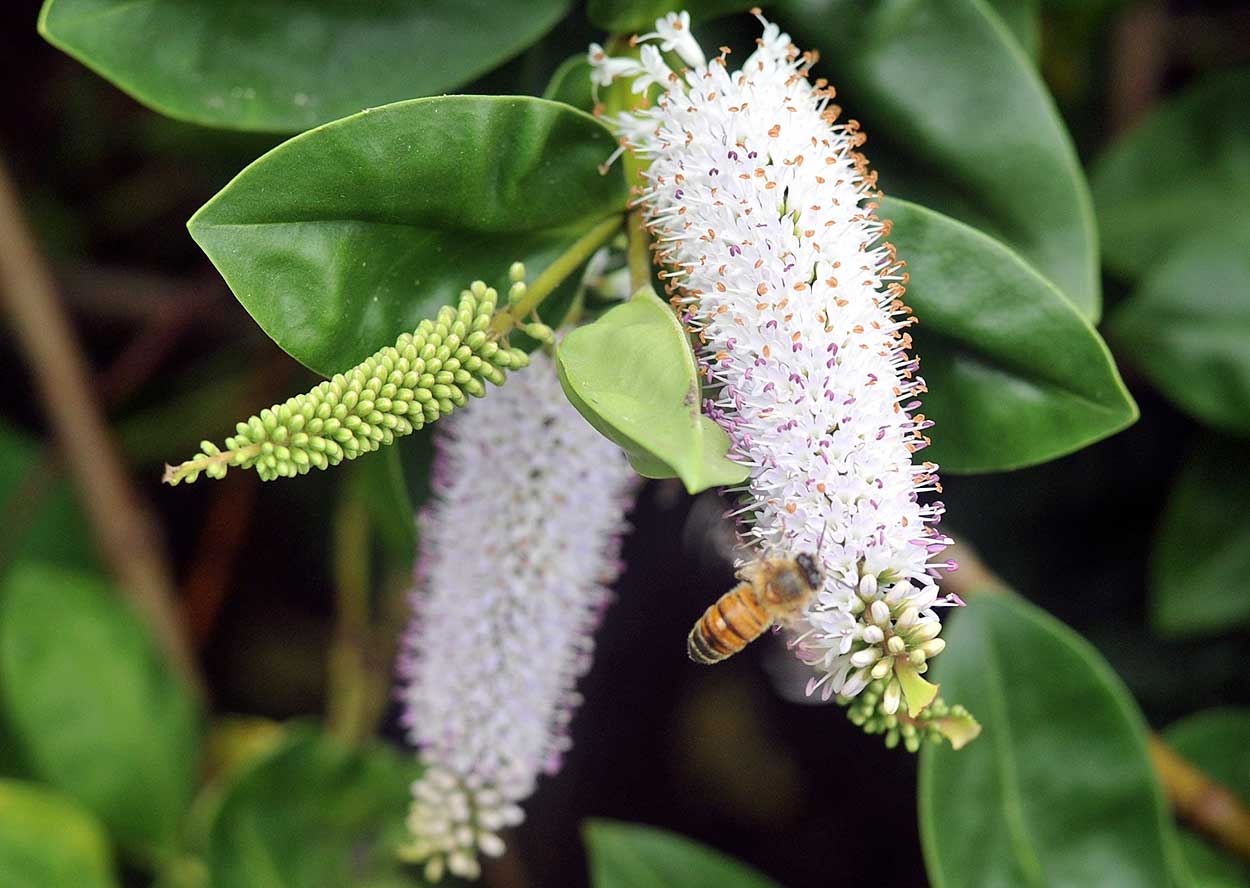 Veronica bollonsii