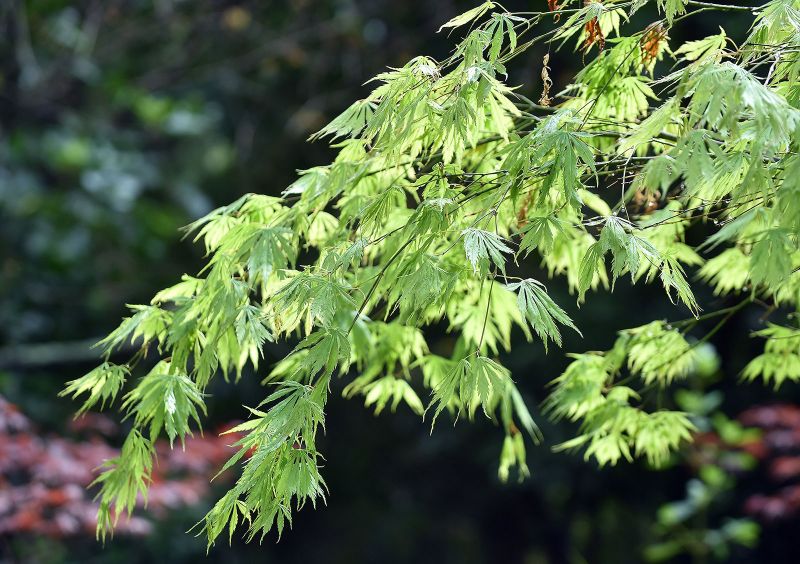 Japanese maple