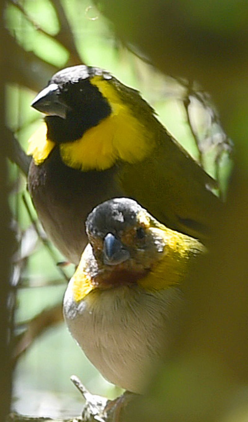 Cuban finch