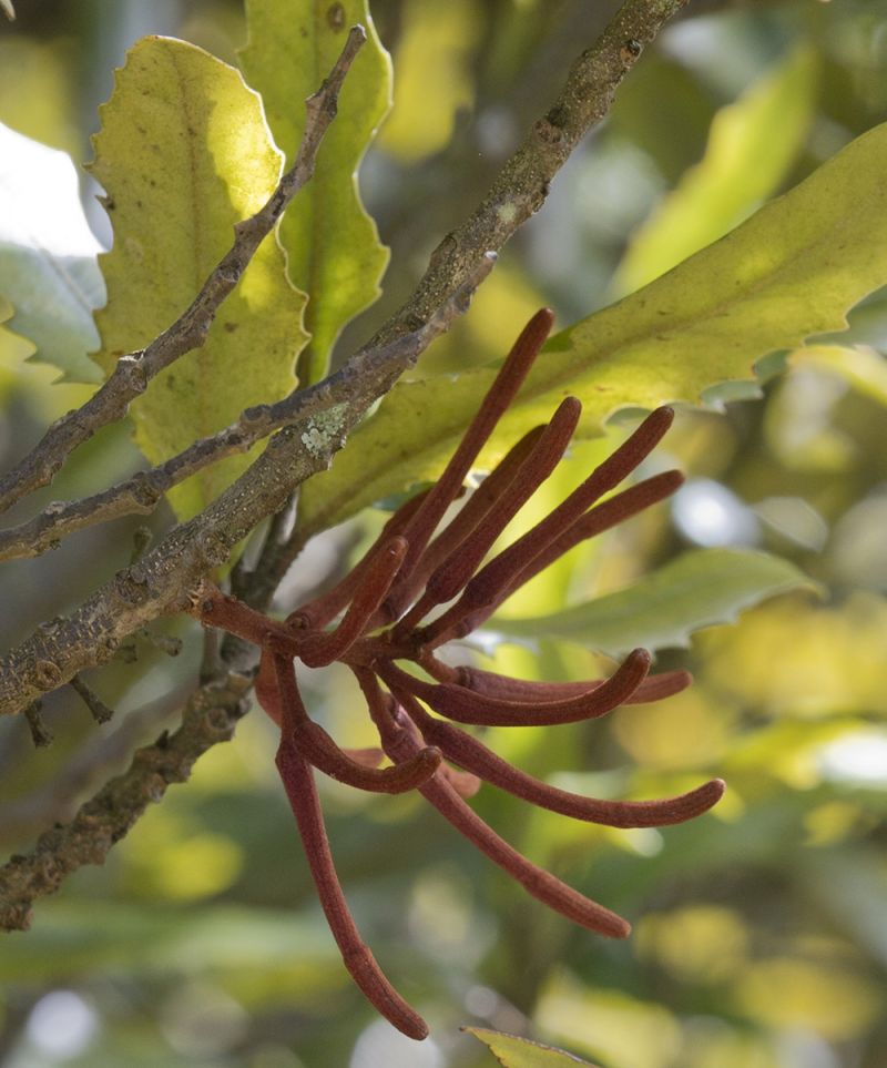 Knightia excelsa