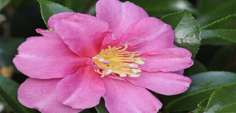 Camellia sasanqua