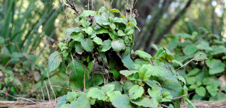 Jovellana