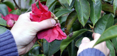 Camellias