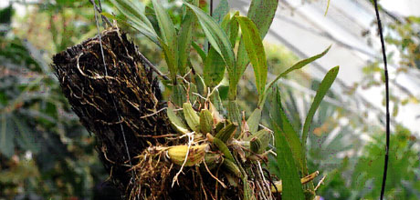 Brassia verrucosa