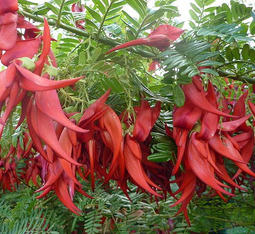 Kakabeak, Clianthus puniceus