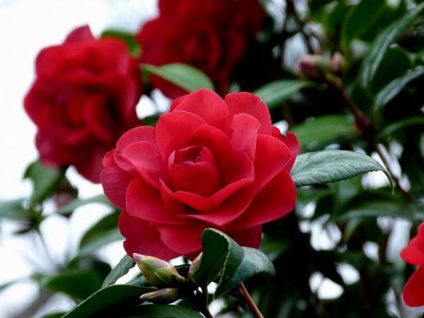 Dark Red Camellias Ride the Storm | Dunedin Botanic Garden Official Website