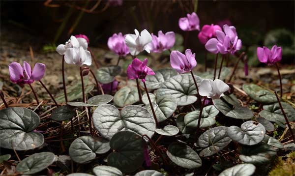 Cyclamen coum