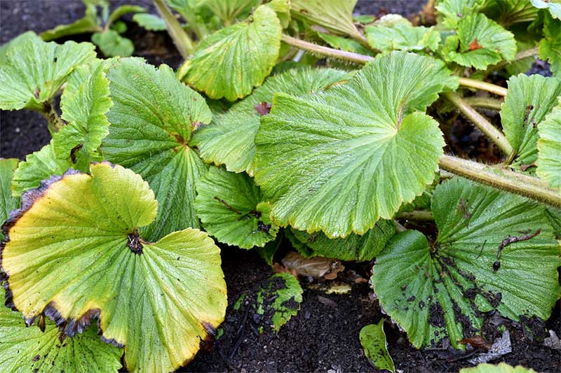 Stilbocarpa polaris