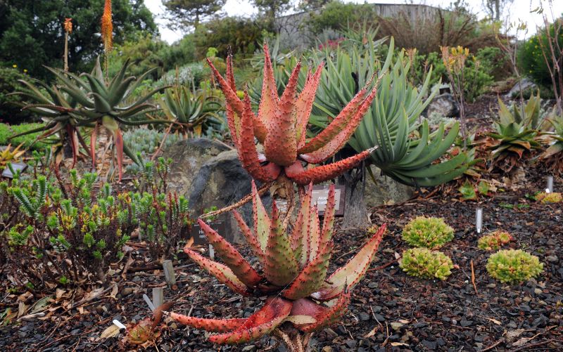 South Africans in the Botanic Garden