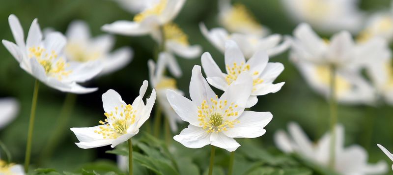 Anemone nemorosa