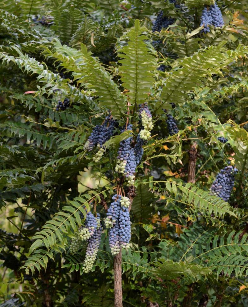 Mahonia oiwakensis