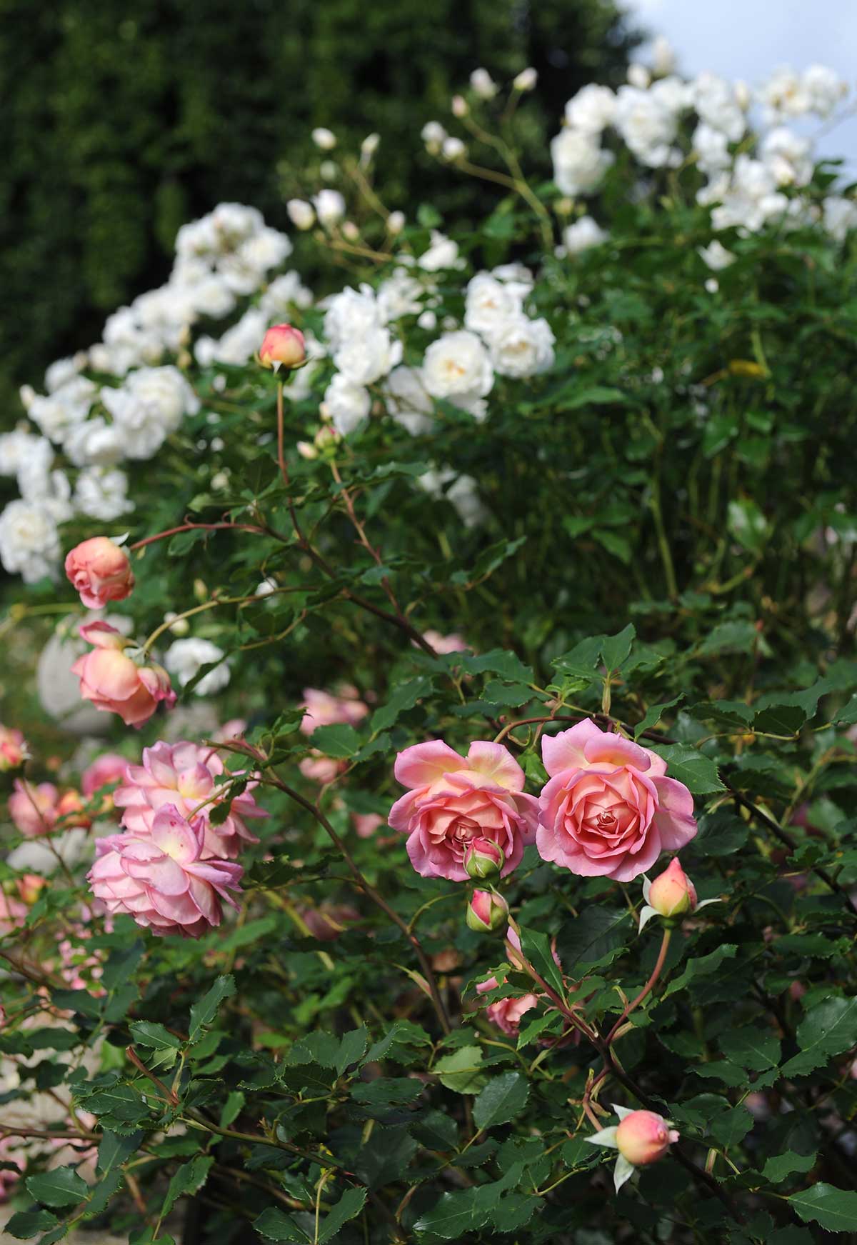 Rosa 'Jubilee Celebration' with 'Iceberg'