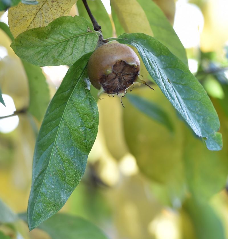 Mespilus germanica