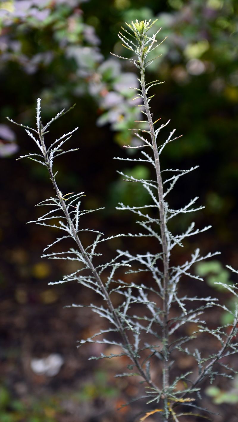 Pittosporum patulum