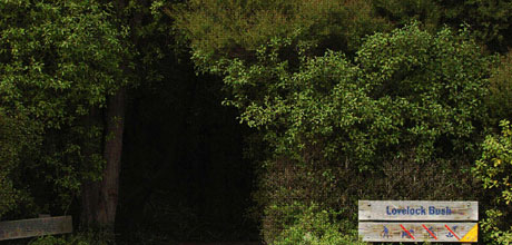 Lovelock bush.