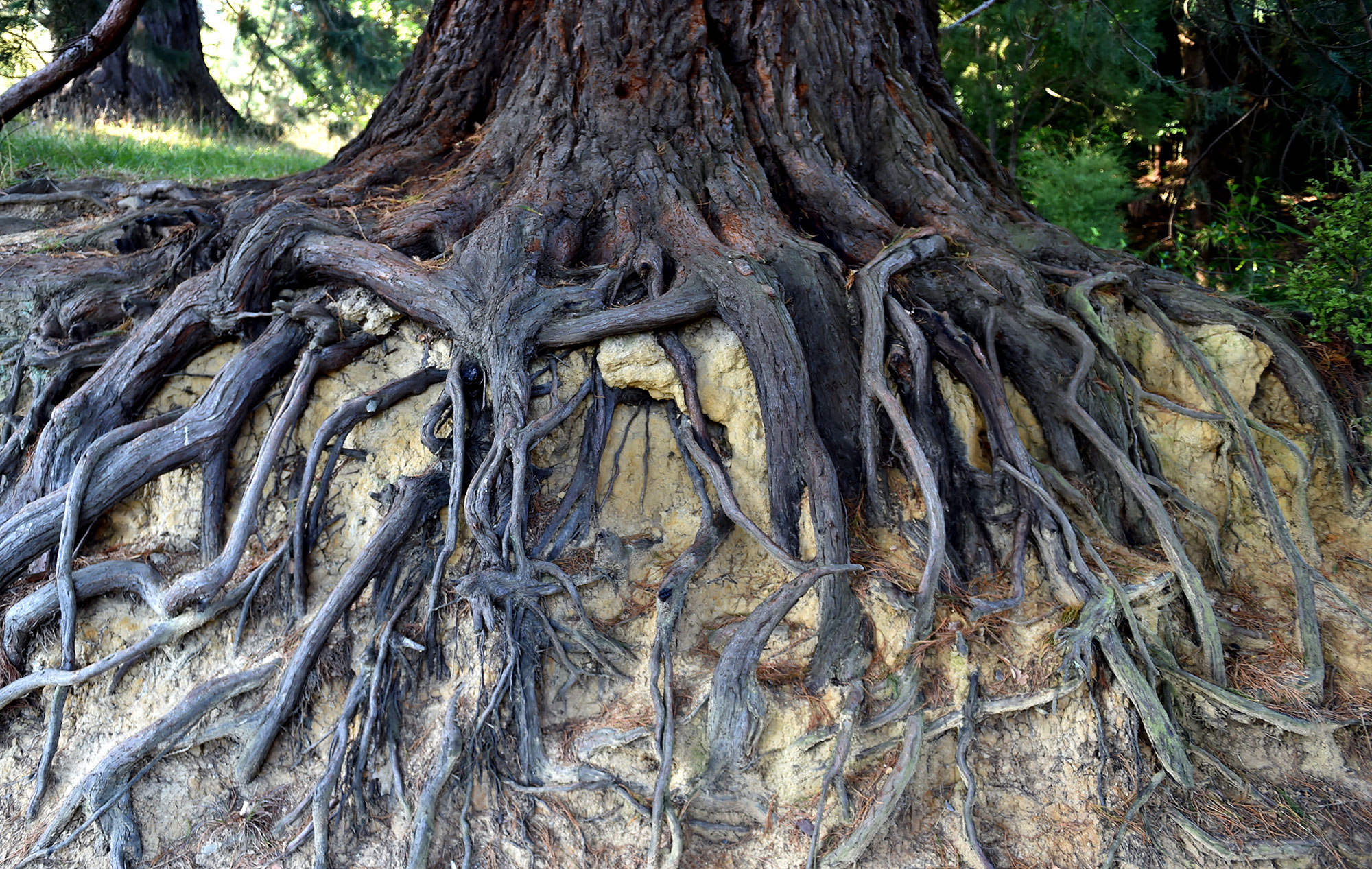 Дерево с корнями в почве. Корни секвойи. Секвойя дерево корни. Корни калифорнийской секвойи. Секвойя зеленая корни.